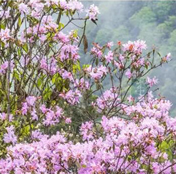 老树桩做蜂箱，天然野花为蜜源，蜂场藏在海拔1400米深山里...王岗坪的蜂蜜要逆天哪！
